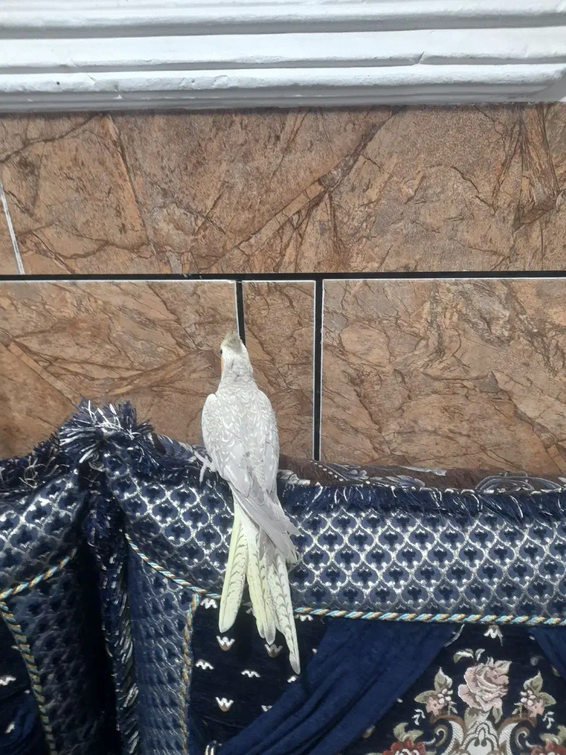 عروس هلندی ماده|پرنده|اندیمشک, |دیوار