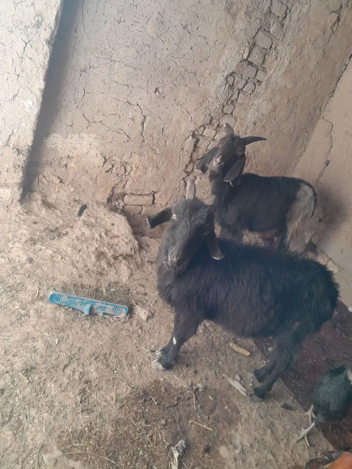 دوبز ویه کهره به فروش میرسد توافقی|حیوانات مزرعه|مرودشت, دولت آباد|دیوار