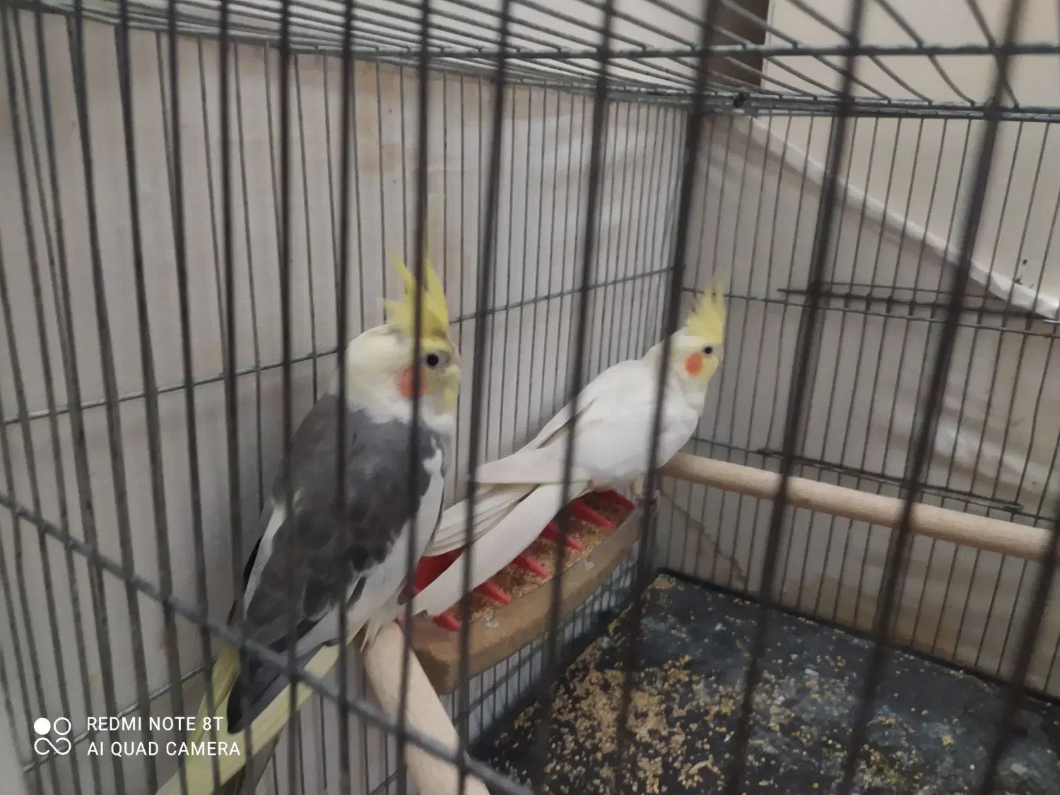 یه جفت عروس هلندی کارداده|پرنده|اسلامشهر, شهرک سعیدیه|دیوار