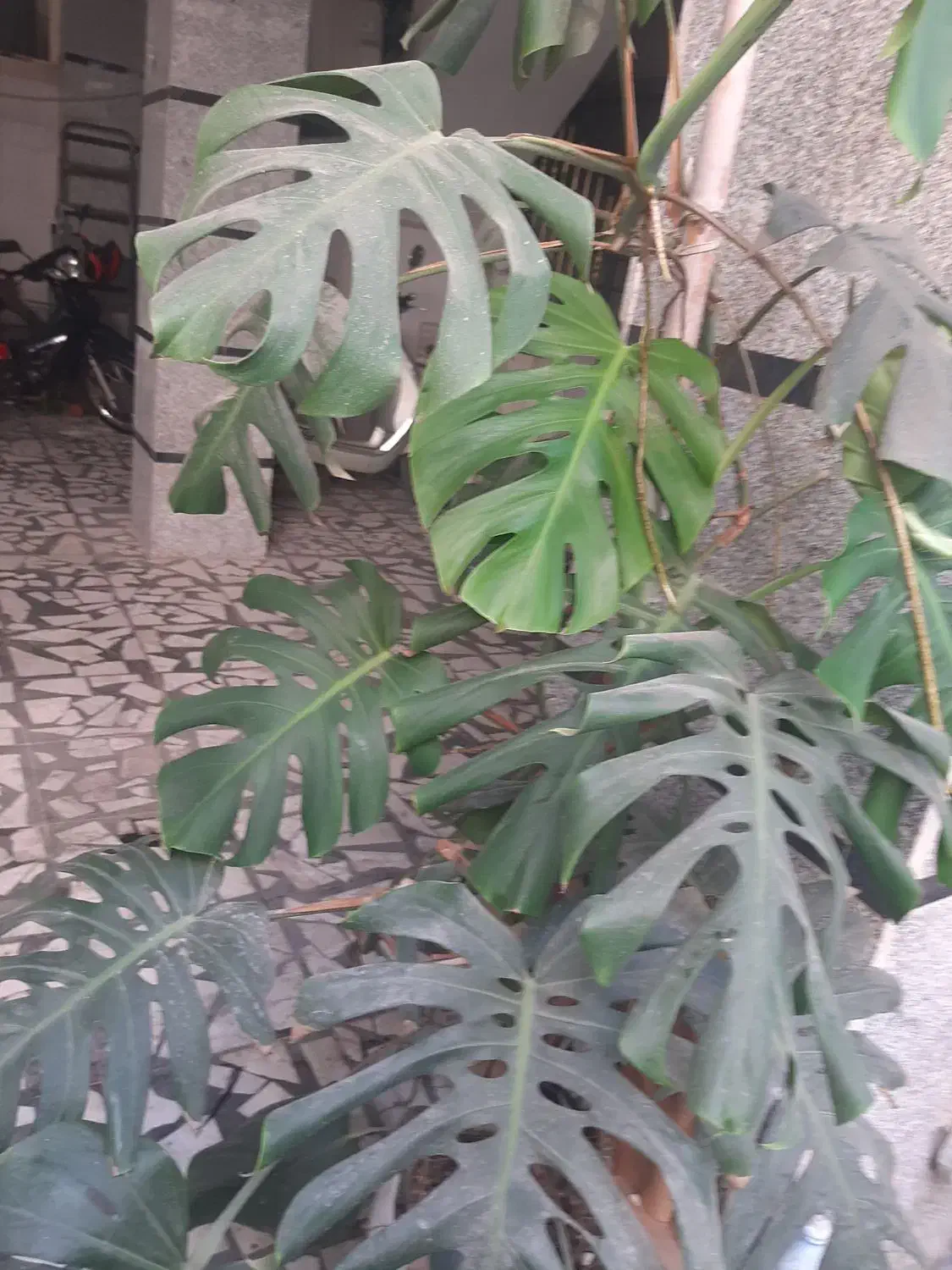 فروش گل طبیعی خانگی|گل و گیاه طبیعی|بابل, |دیوار