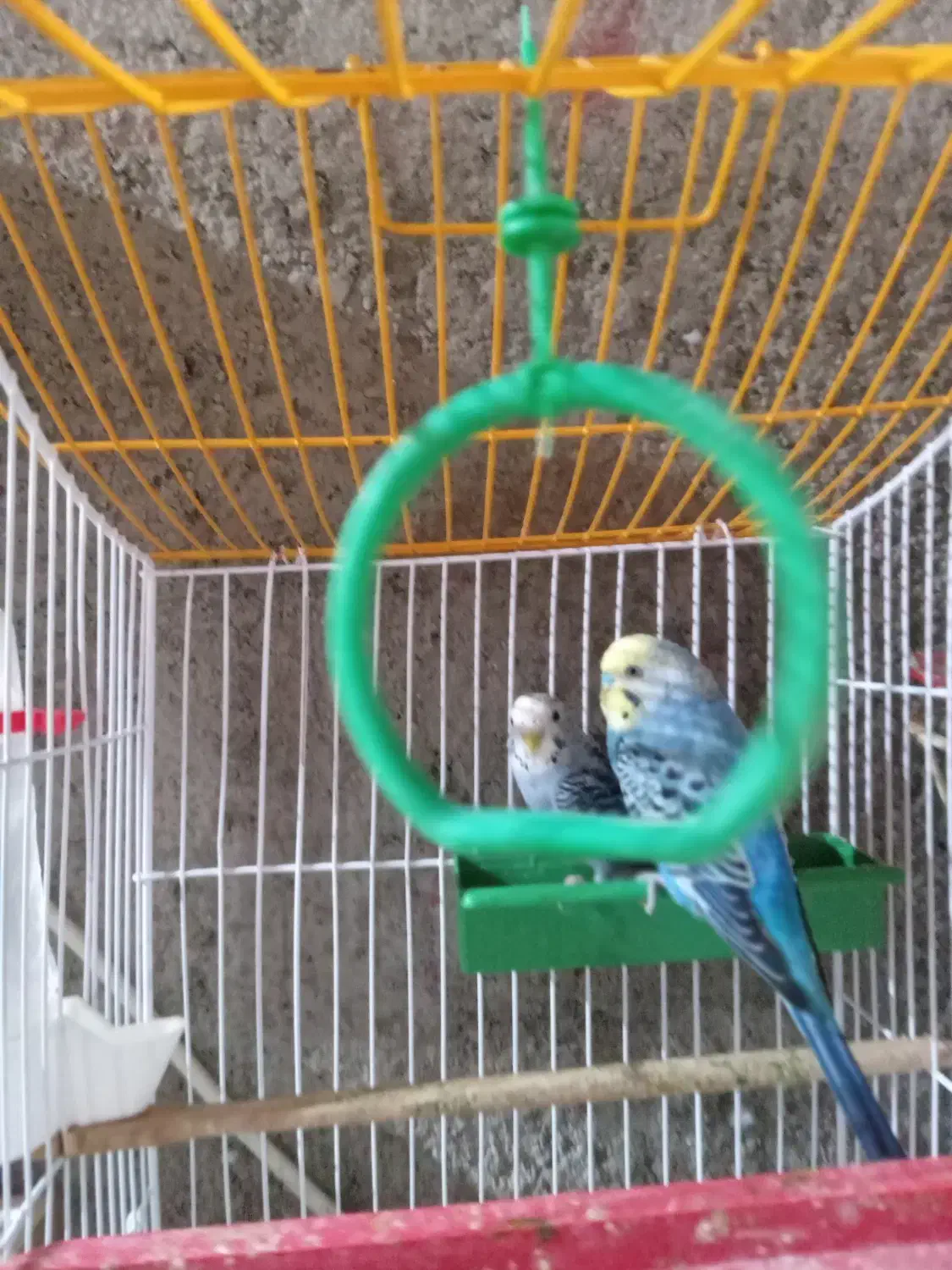 مرغ عشق باتمام وسایل|پرنده|ایرانشهر, |دیوار