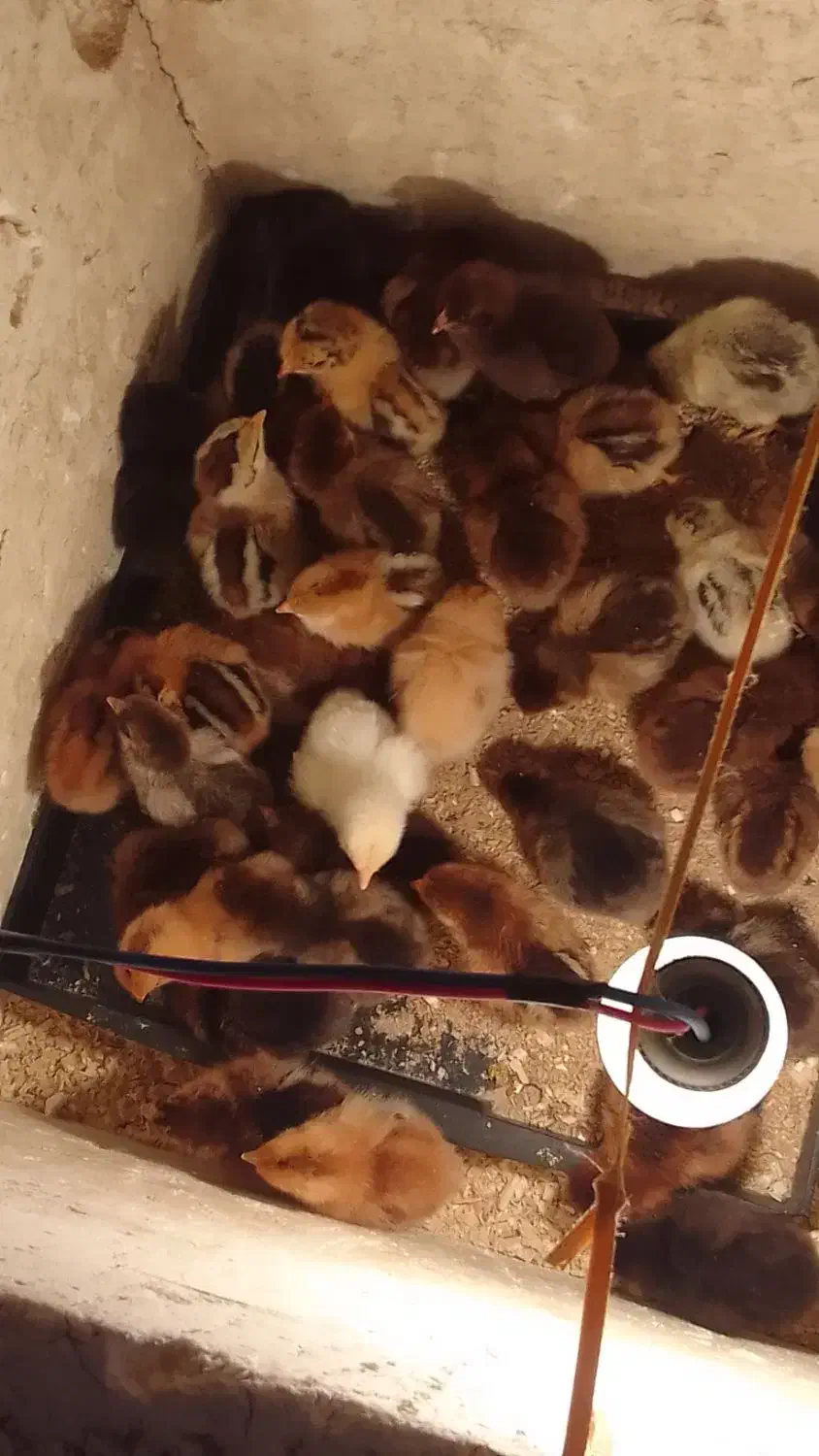 هندیخان خنوبی|حیوانات مزرعه|هندیجان, |دیوار