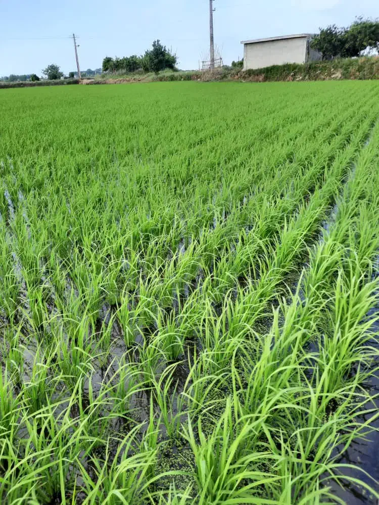 برنج شیرودی ۱۷۸۰۰۰|عمدهفروشی|پرهسر, |دیوار