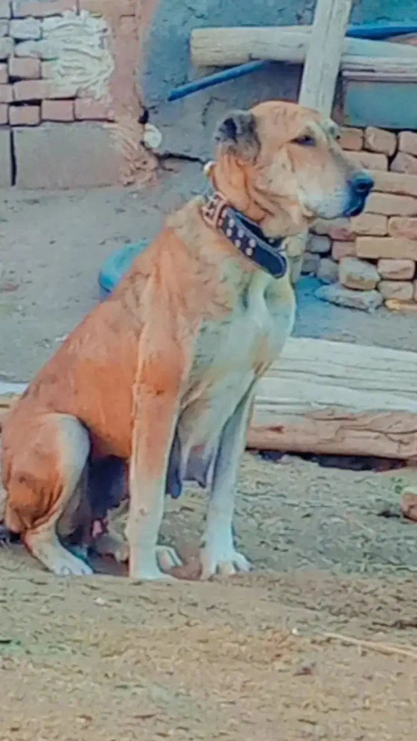 فروشی|سگ|تربت‌حیدریه, بالا ولایت|دیوار