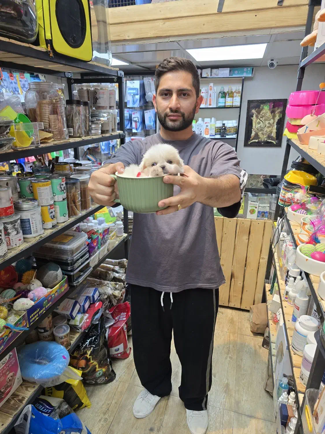 شیتزو مینی سفید|سگ|کرج, شهرک بنفشه|دیوار