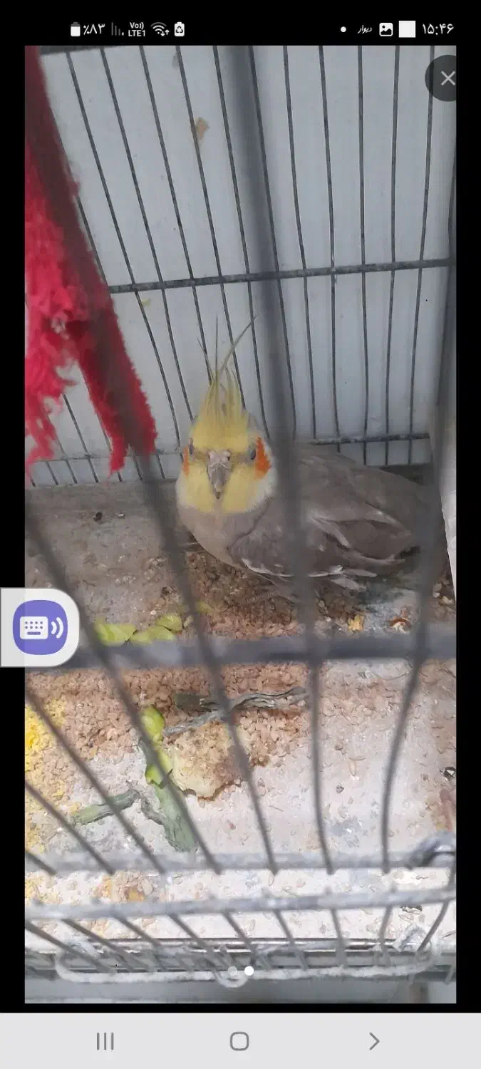 عروس هلندی|پرنده|نسیمشهر, |دیوار