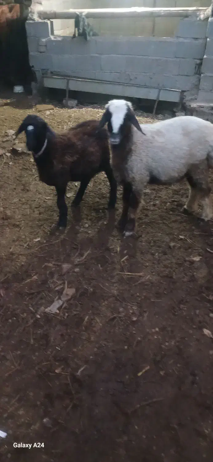 شیشک ۱۸ ماه چاق بختیاری ترکمنی|حیوانات مزرعه|کلاله, |دیوار