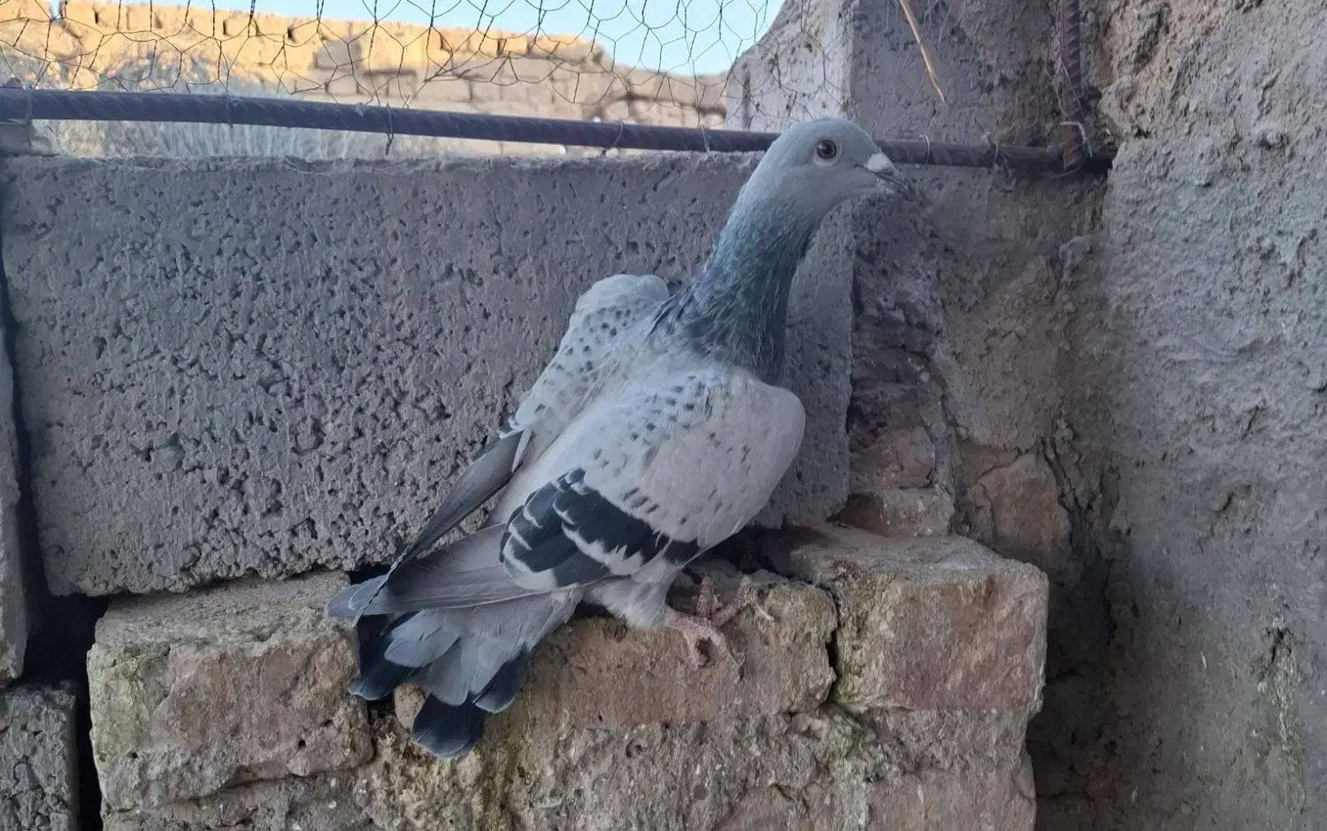 پلاکی|پرنده|کوهبنان, |دیوار