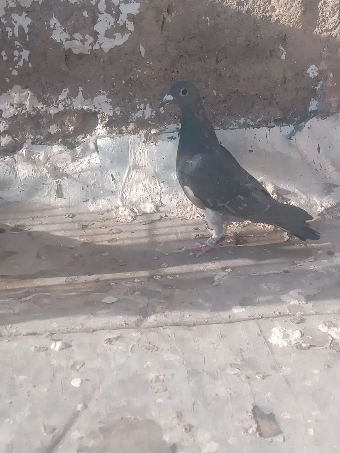 کفتر|پرنده|تربت‌حیدریه, آغوی|دیوار