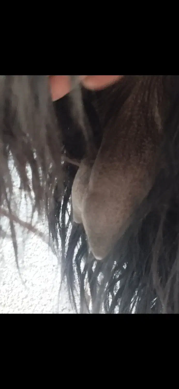 بز بزغاله بره میش گوسفند|حیوانات مزرعه|باغ بهادران, |دیوار