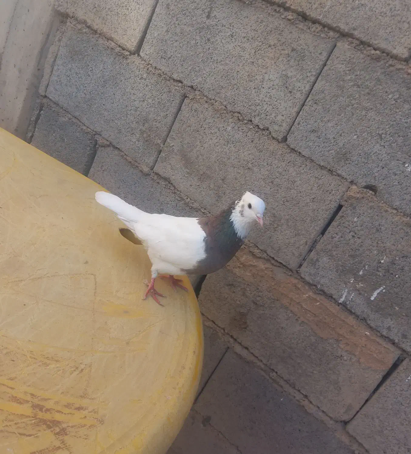 فروش فوری طوقی|پرنده|خانمیرزا, |دیوار