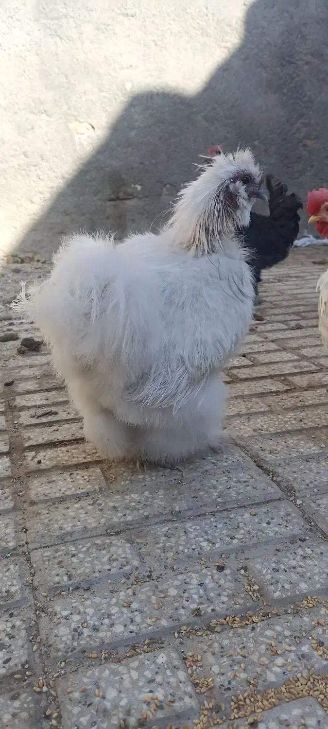 خروس ابریشمی|حیوانات مزرعه|تربت‌حیدریه, ده پائین|دیوار