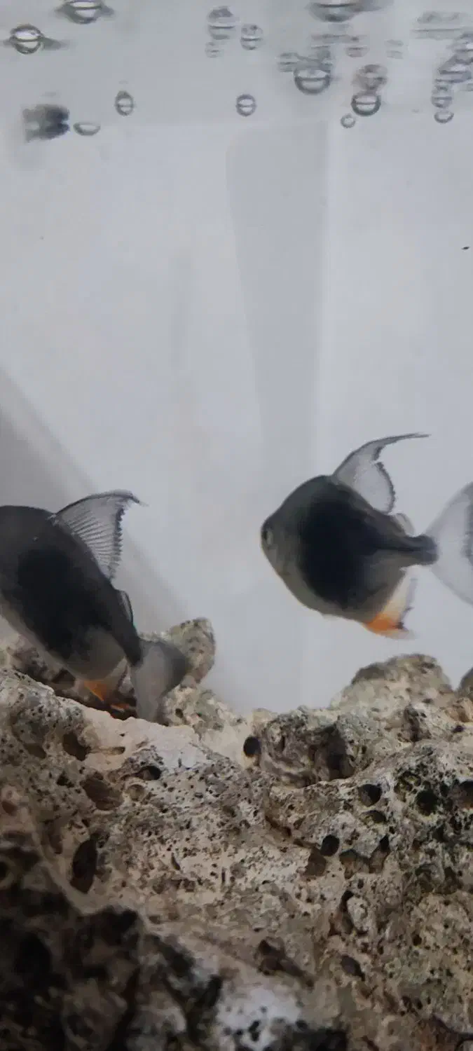 دالر بلک بری|ماهی|قزوین, |دیوار