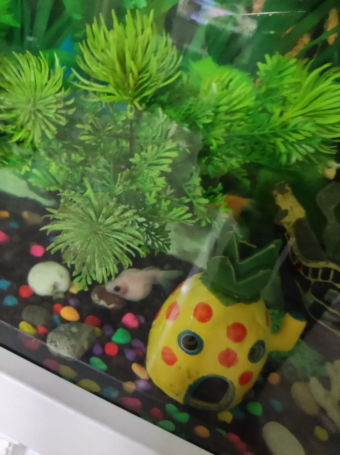 اکواریوم منحفنی|ماهی|ری, شهید بهشتی|دیوار