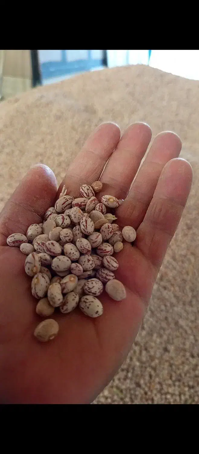 لوبیا چیتی|خوردنی و آشامیدنی|دهگلان, |دیوار