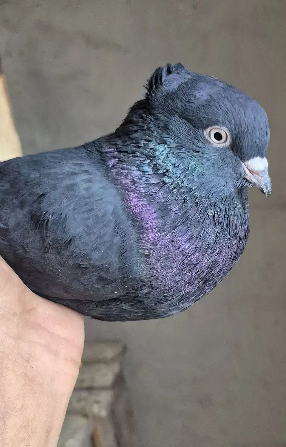 کفتر|پرنده|خرم بید, |دیوار