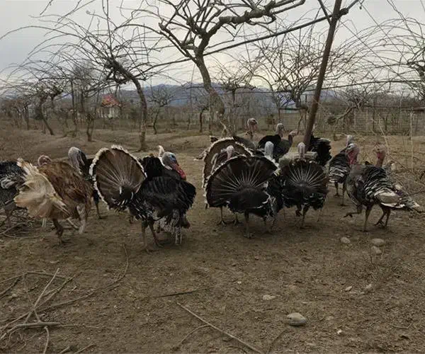 بوقلمون طبیعی|حیوانات مزرعه|پارسآباد, |دیوار