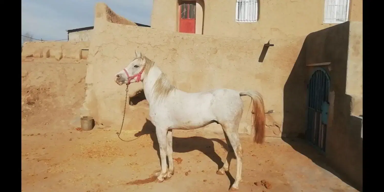اسب|اسب و تجهیزات اسب‌سواری|جاپلق, |دیوار