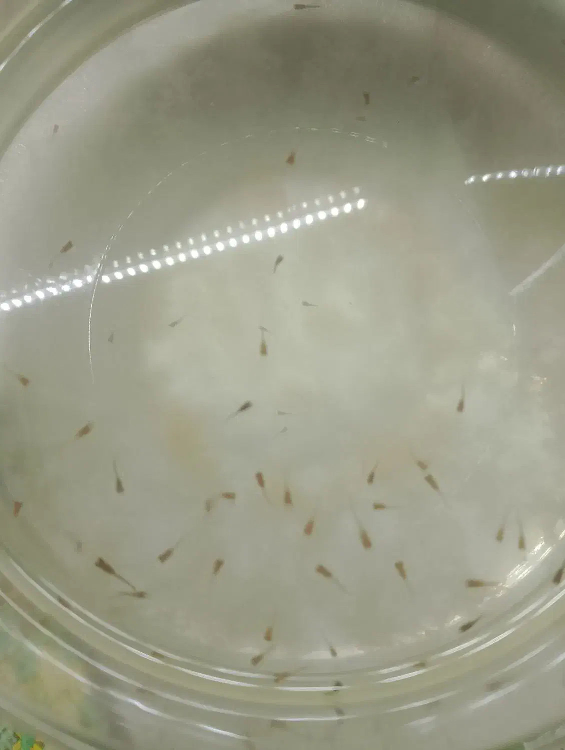 بچه ماهی گوپی بفروش میرسد|ماهی|چناران, |دیوار