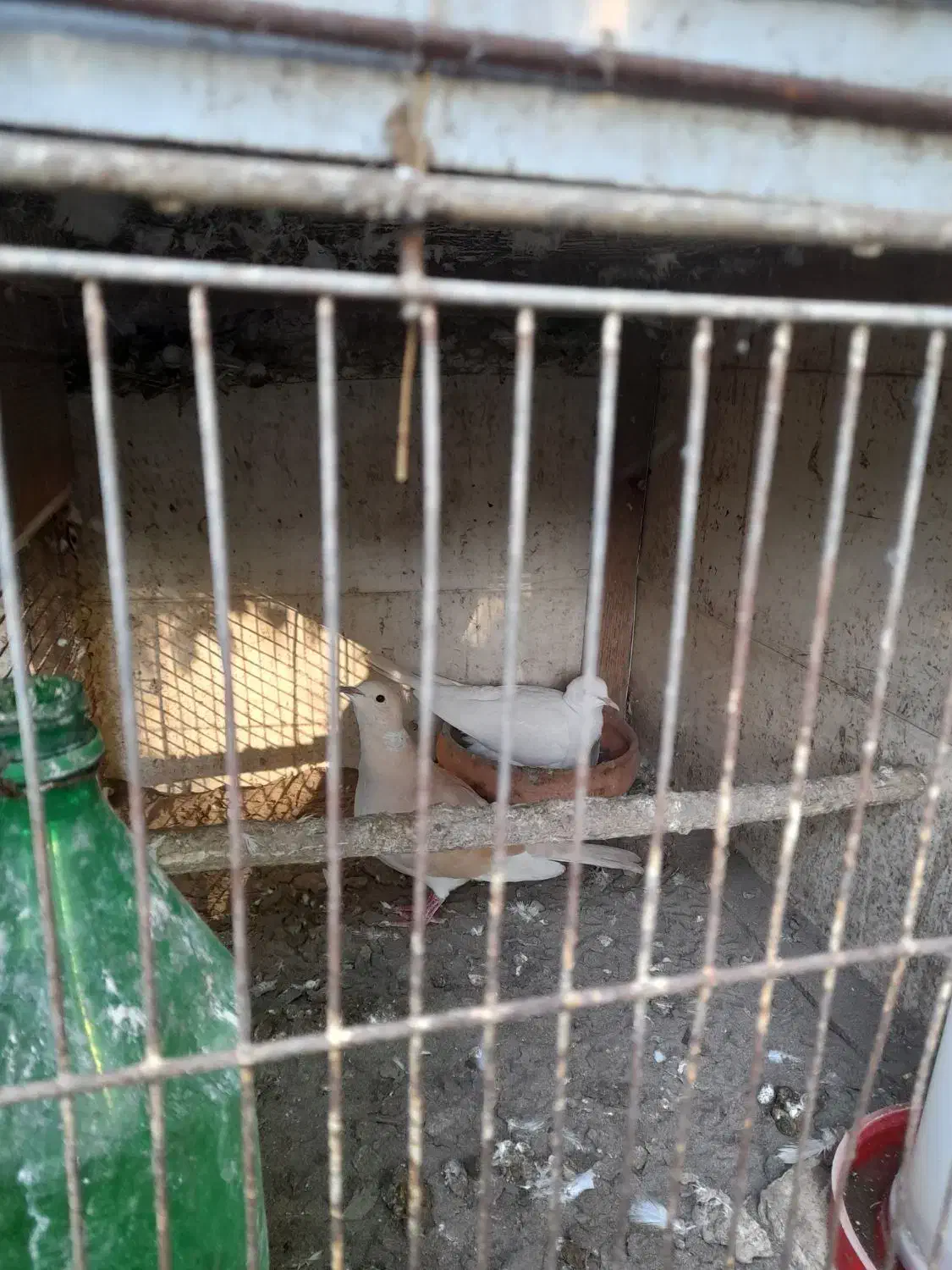 پرنده زینتی قفسی|پرنده|رودسر, |دیوار