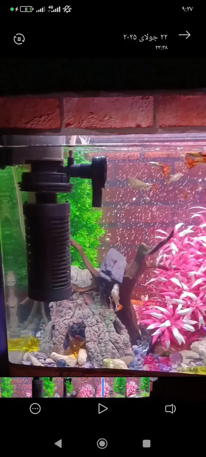 آکواریوم شیشه خم  ماهیران با لوازم کامل|ماهی|تهران, شهرک طالقانی|دیوار