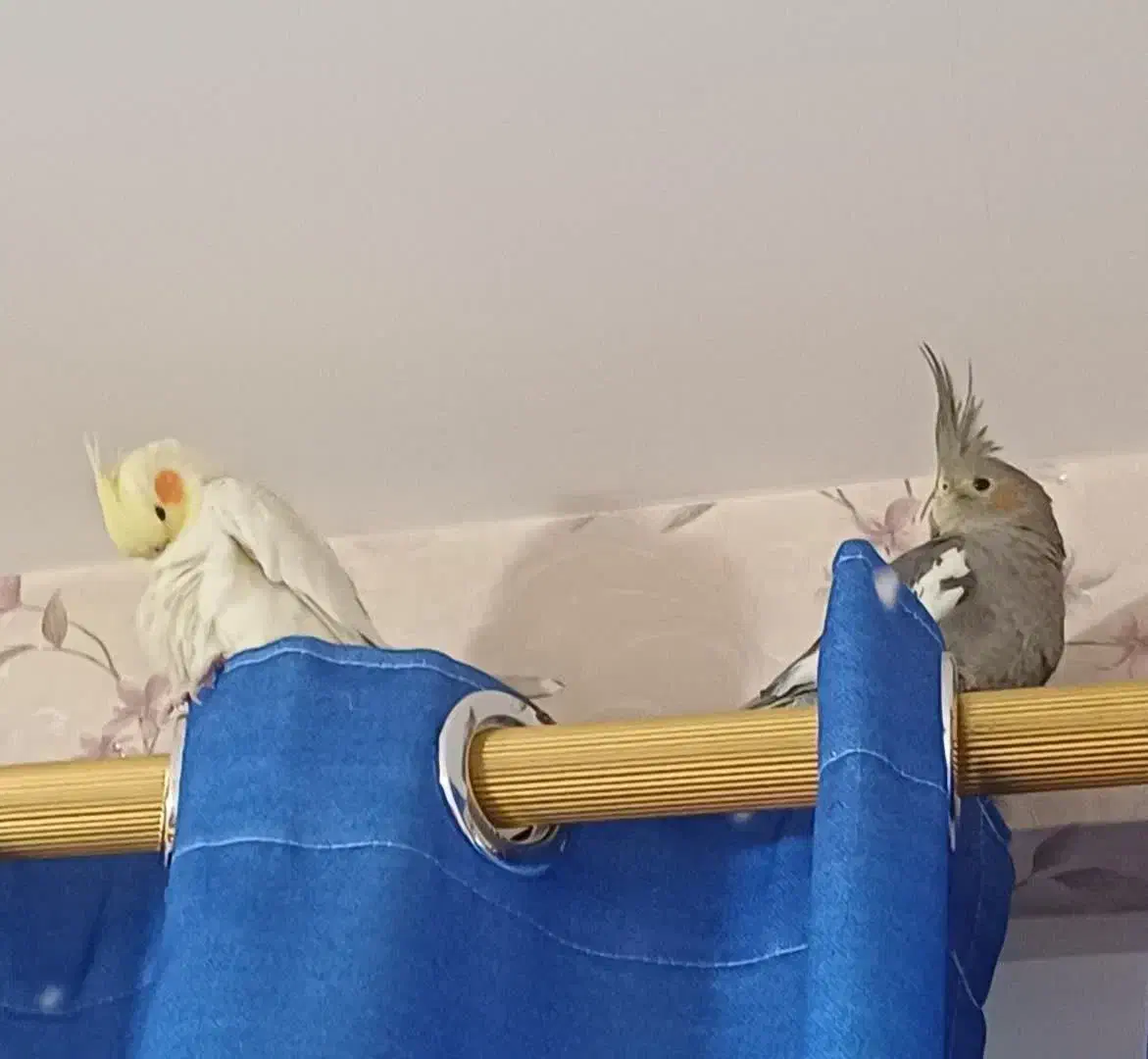 یک جفت عروس هلندی بسیار زیبا|پرنده|پیشوا, |دیوار