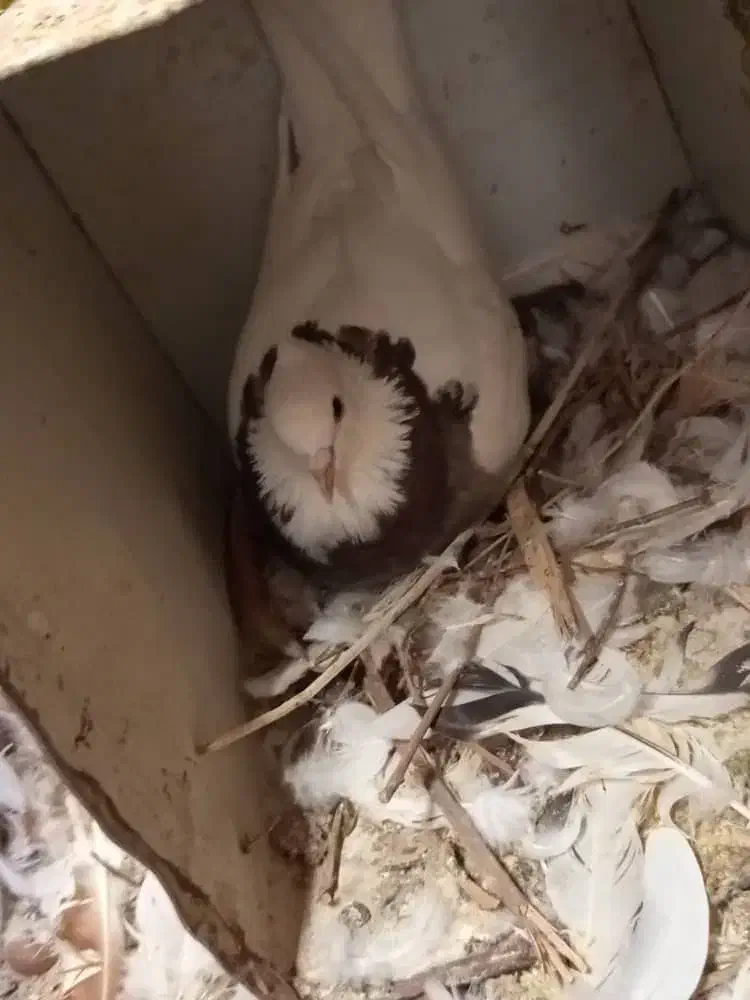 کفتر|پرنده|خرمشهر, |دیوار