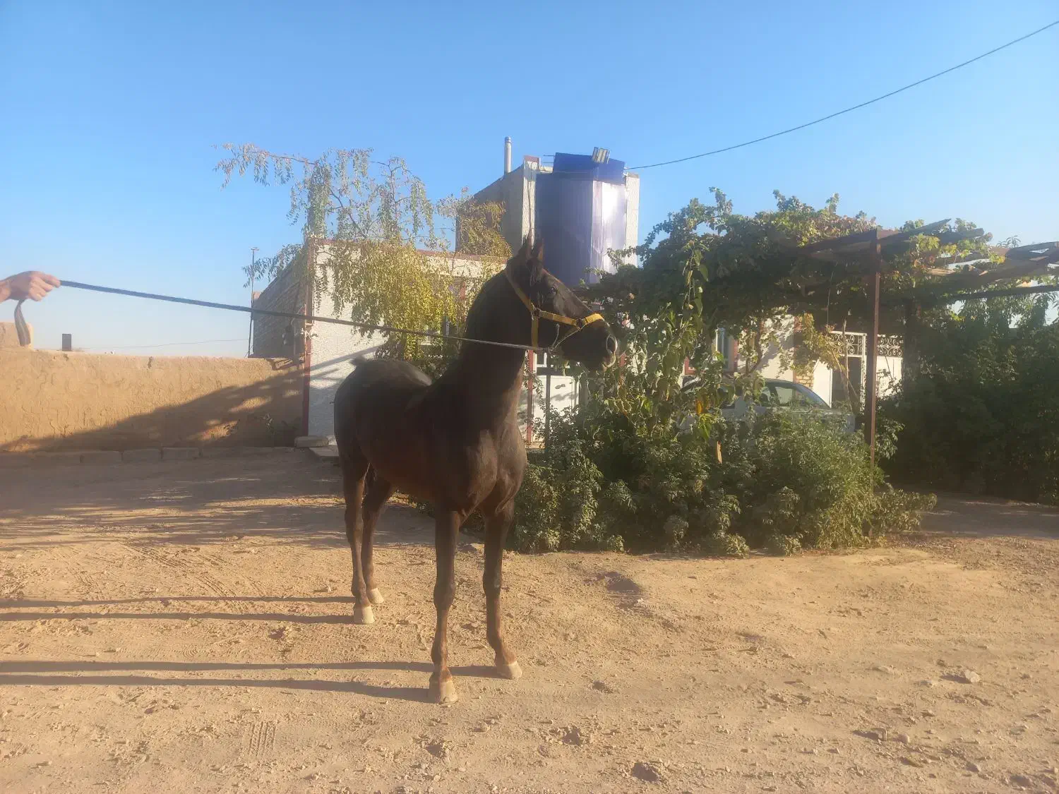 اسب نریان کرد|اسب و تجهیزات اسبسواری|مهریز, |دیوار