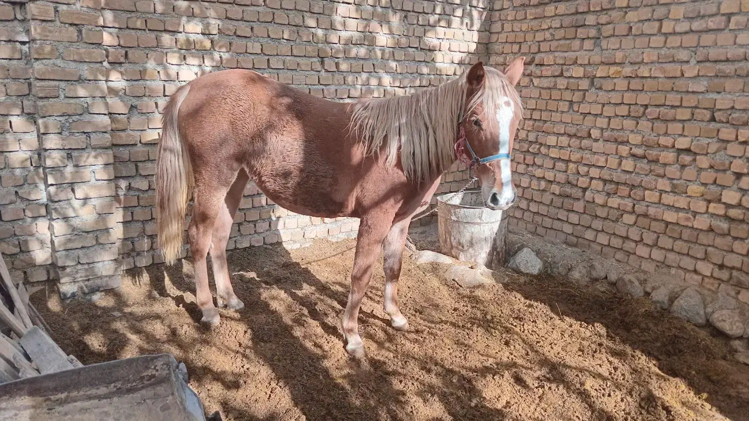 فروشی|اسب و تجهیزات اسبسواری|الشتر, |دیوار