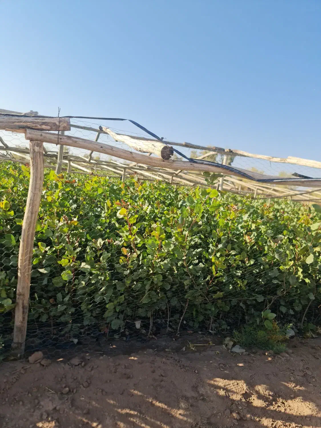 نهال پسته درجه یک|گل و گیاه طبیعی|ماهان, |دیوار