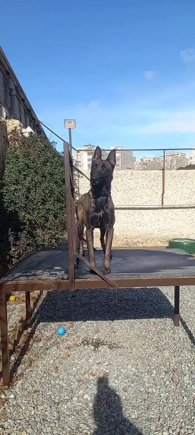 ماده مالینویز|سگ|ماهدشت, |دیوار