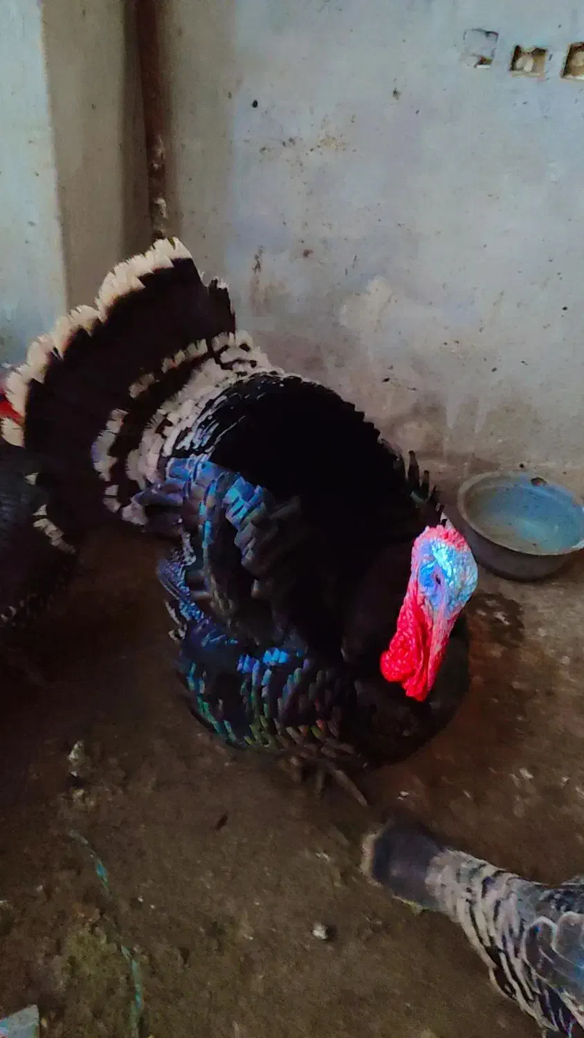 بوقلمون نر و سه عدد ماده|حیوانات مزرعه|مزرعه کتول, |دیوار