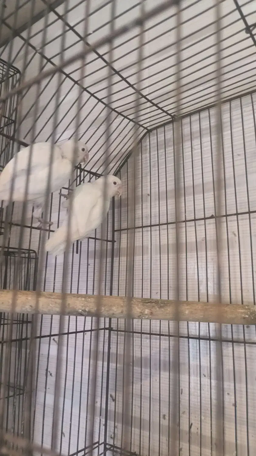 فروش طوطی برزیلی جفت های مولد اوپال و لبینو فیشر|پرنده|اهواز, فدک|دیوار