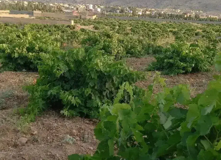 یک هکتار باغ انگوری ثمری سنددار کمتر از قیمت پارچه|فروش زمین و ملک کلنگی|همایجان, |دیوار