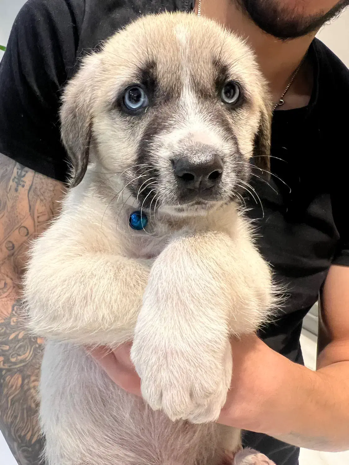 واگذاری سگ|سگ|خشکبیجار, |دیوار