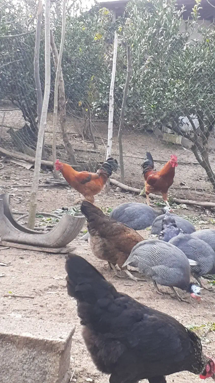 خروس محلی و گلین|حیوانات مزرعه|ساری, |دیوار