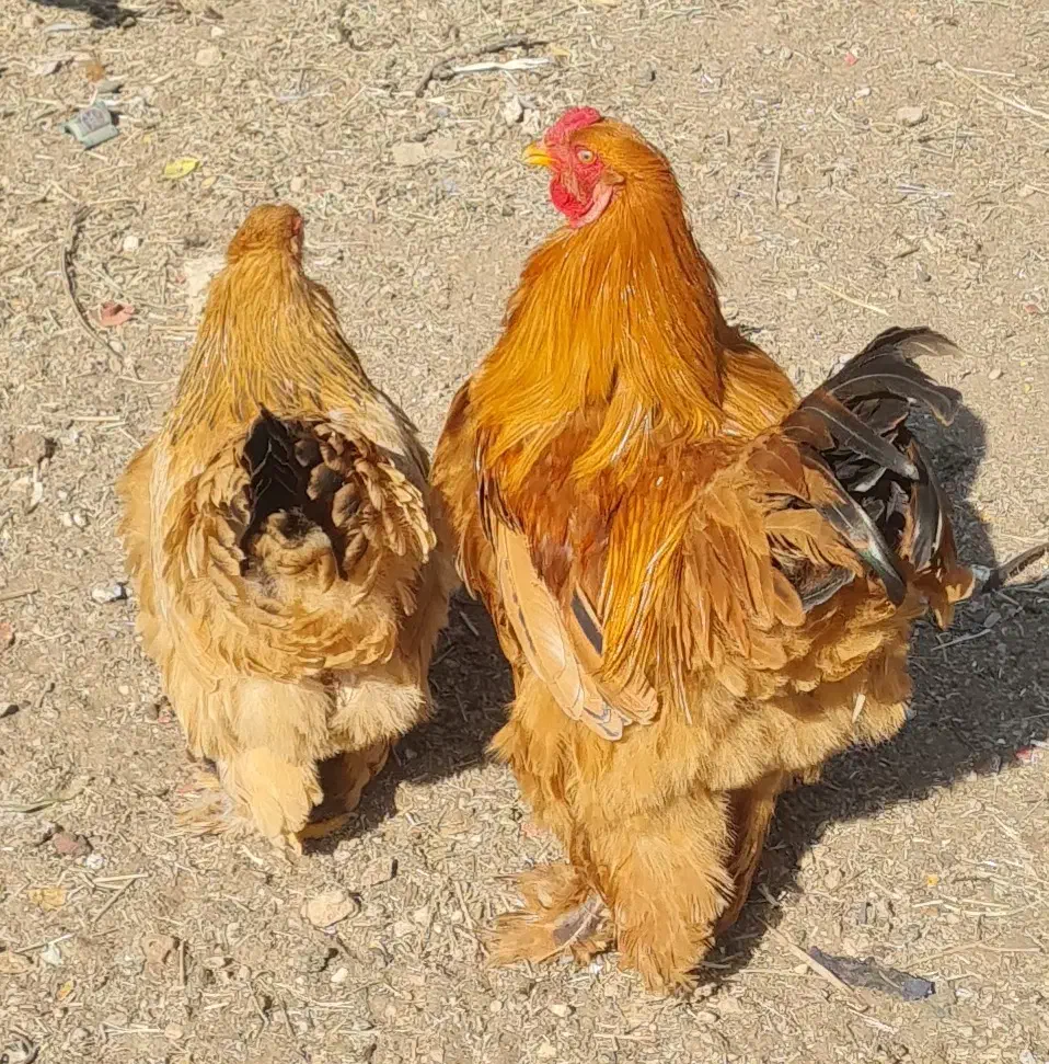 مرغ وخروس زینتی|حیوانات مزرعه|صدرا-فارس, فاز ۱|دیوار