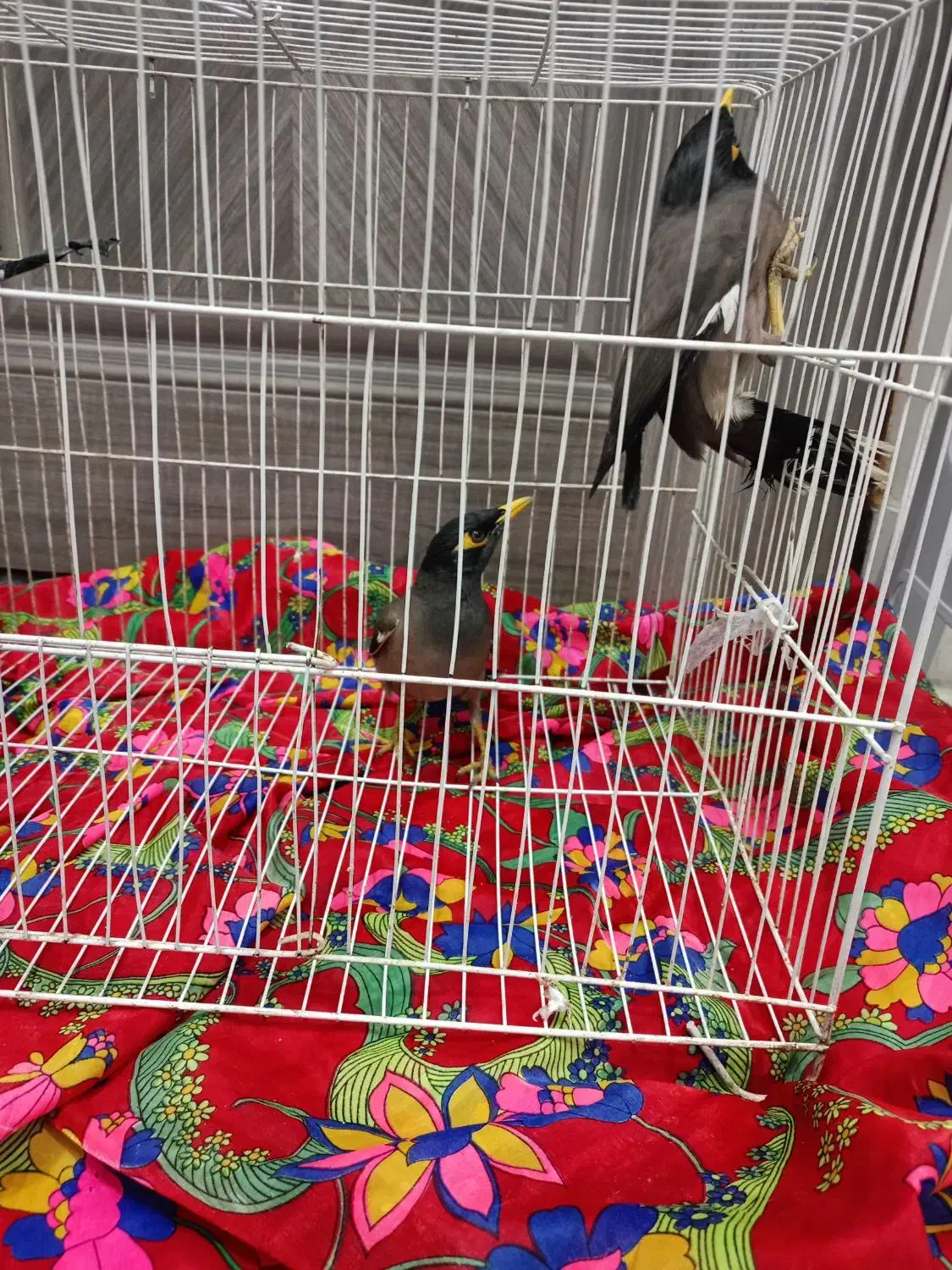 مرغ مینا|پرنده|نیشابور, مازول|دیوار