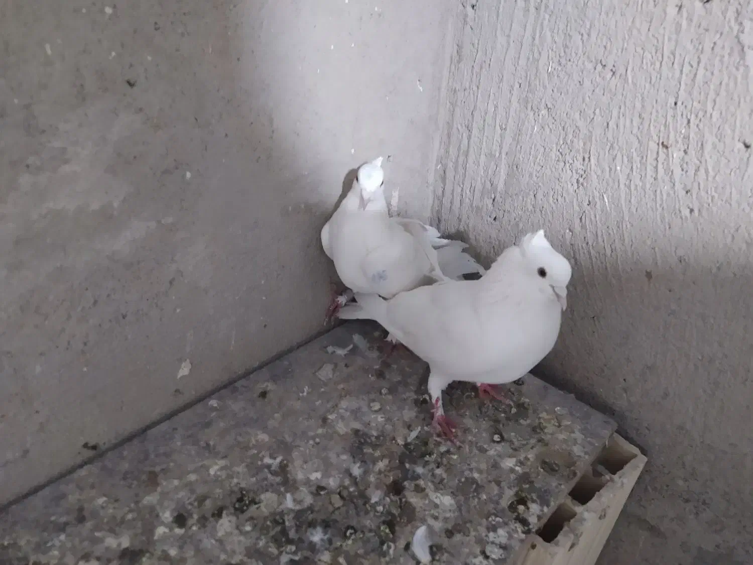 کفتر|پرنده|تبریز, |دیوار