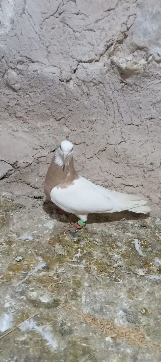 کفتر|پرنده|شیروان (خراسان), |دیوار