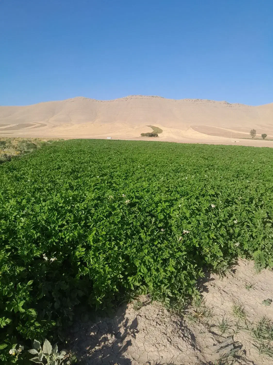 ۳۰هکتار زمین کشاورزی یک تیکه|فروش دفتر صنعتی، کشاورزی، تجاری|ماهیدشت, |دیوار