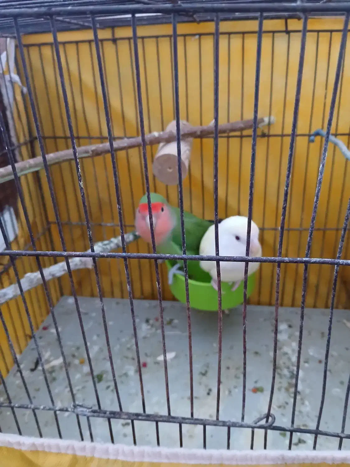 یه جفت طوطی برزیلی شرط|پرنده|کارون, |دیوار