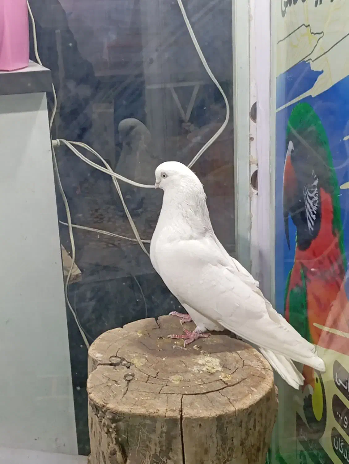 دوعدد کبوتر قطعه بزرگ نوک جمع|پرنده|شاهین دژ, |دیوار