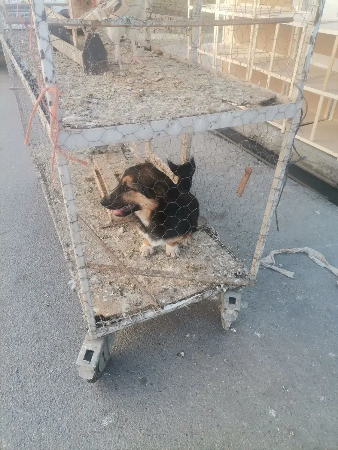 سگ پیدا کردم|حیوانات|گنبد کاووس, |دیوار