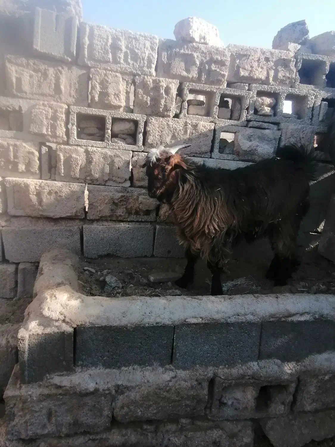 کهره نر ریز|حیوانات مزرعه|مرودشت, دولت آباد|دیوار