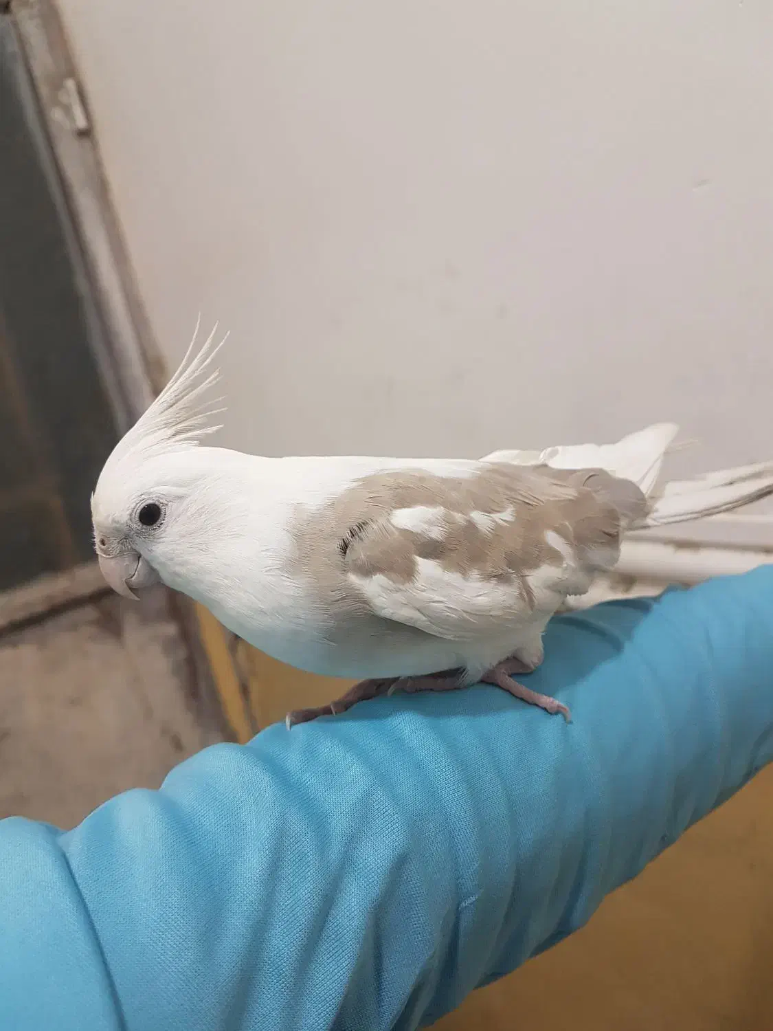 طوطی عروس هلندی|پرنده|سراوان, |دیوار