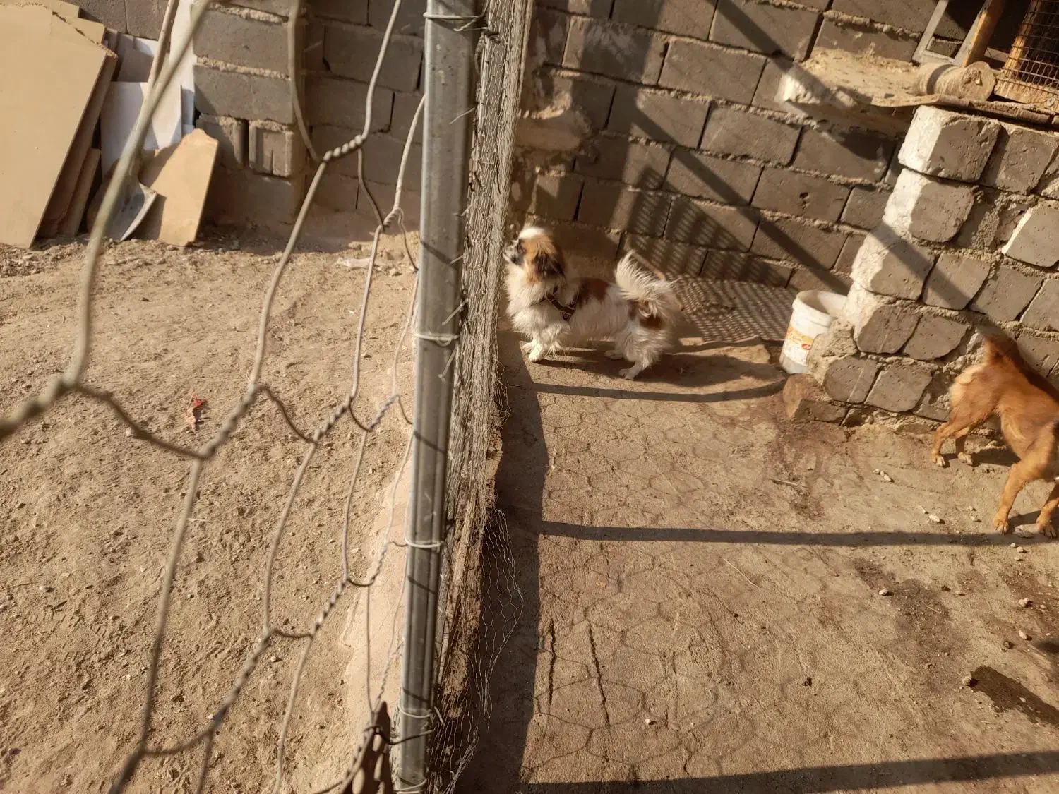 سگ پاکوتاه|سگ|سمنان, |دیوار