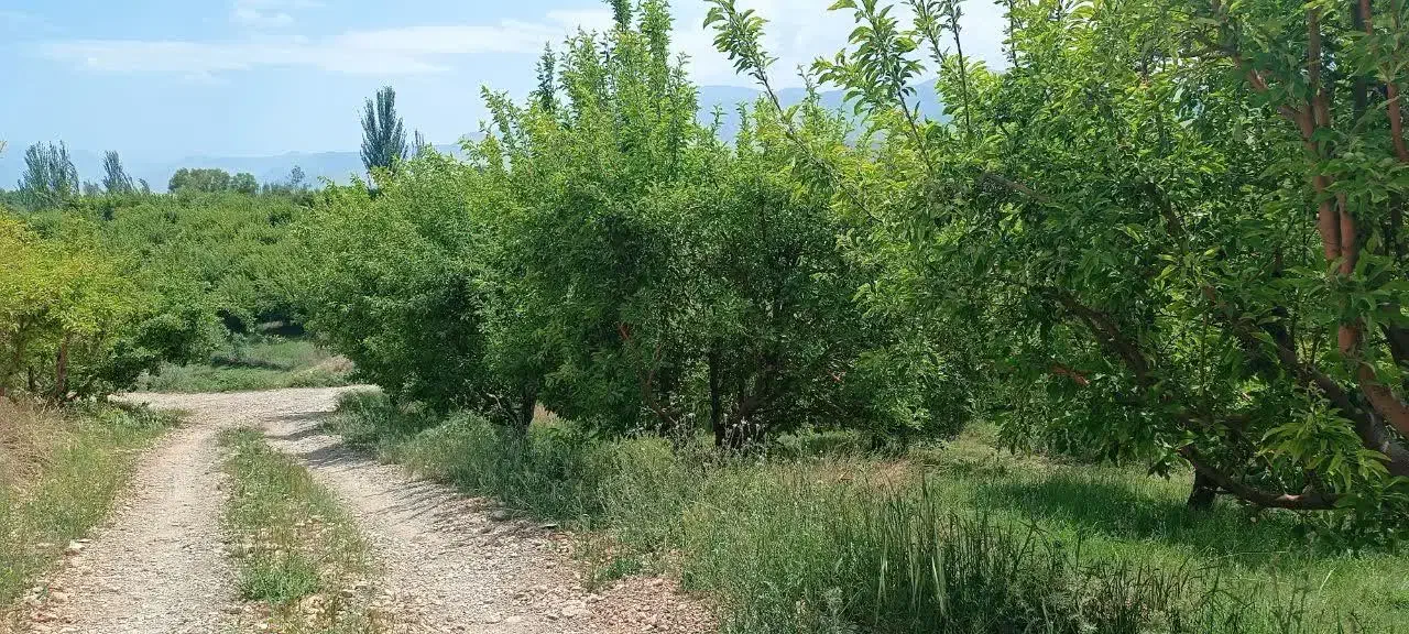 باغ|فروش دفتر صنعتی، کشاورزی، تجاری|بروجرد, |دیوار