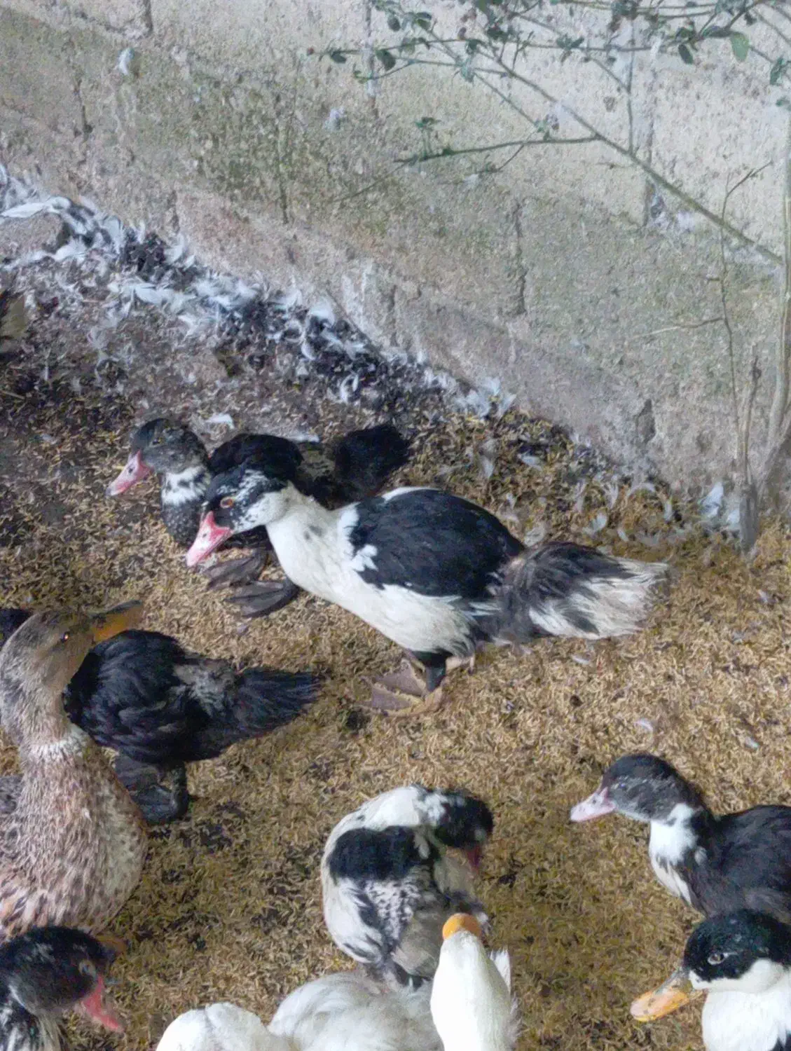 اردک اسراییلی جواان 210|حیوانات مزرعه|گوراب زرمیخ, |دیوار