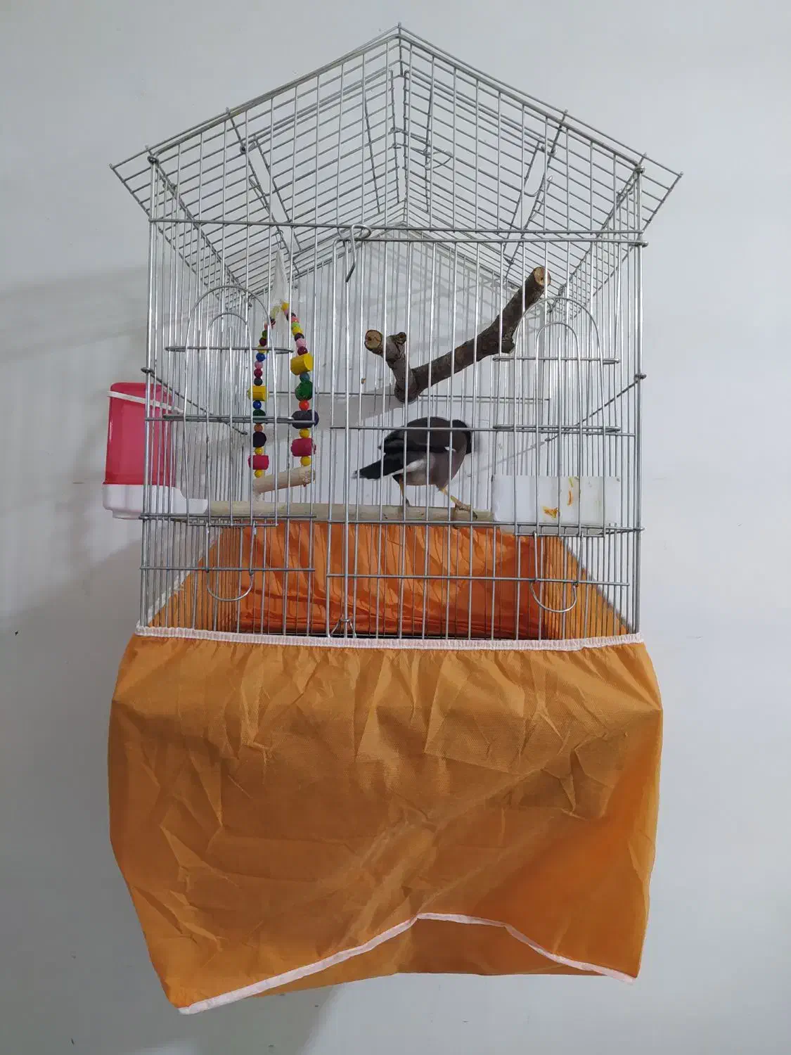 مرغ مینا|پرنده|کرمانشاه, |دیوار